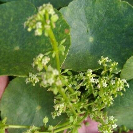 Hydrocotyle bonariensis Květ