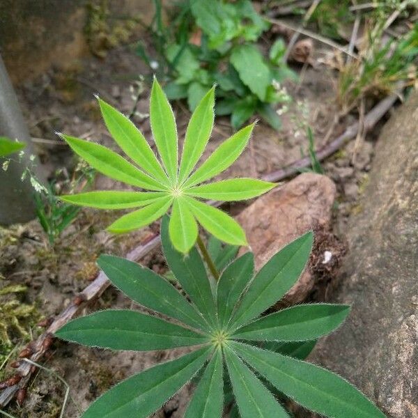 Lupinus polyphyllus Ліст