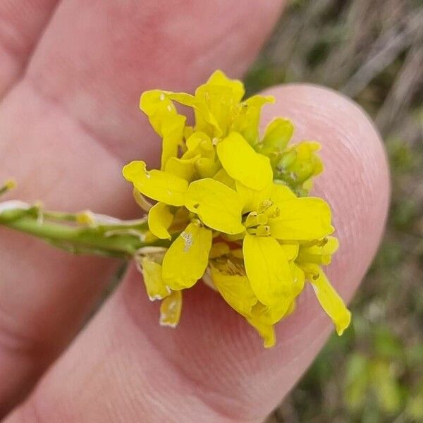 Rapistrum rugosum Flor