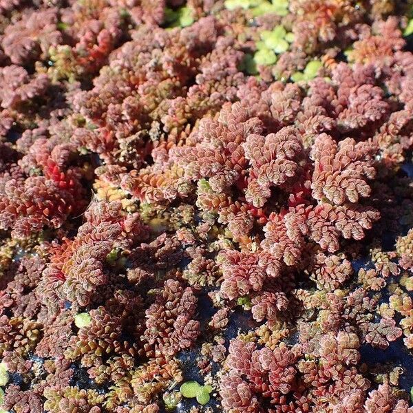 Azolla filiculoides Habit