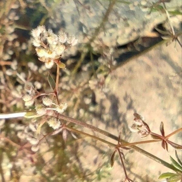 Galium parisiense Blüte