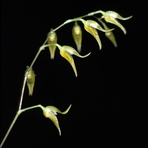 Acianthera pubescens Flower