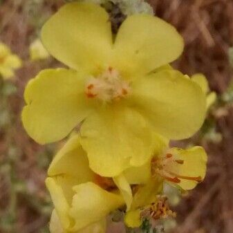 Verbascum pulverulentum പുഷ്പം