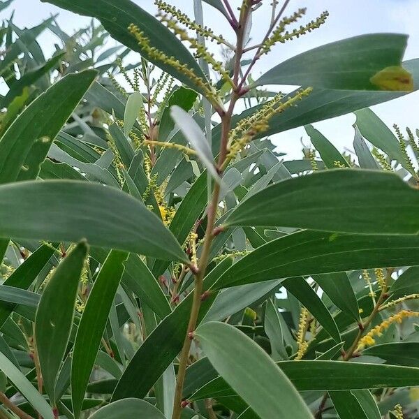 Acacia spirorbis Foglia