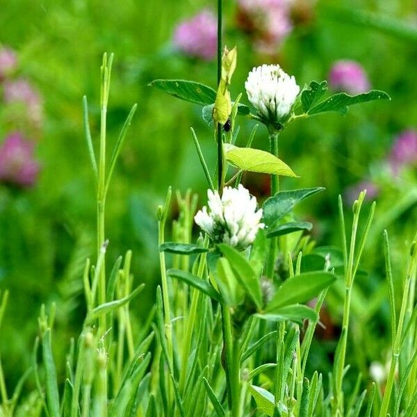 Trifolium alexandrinum 花