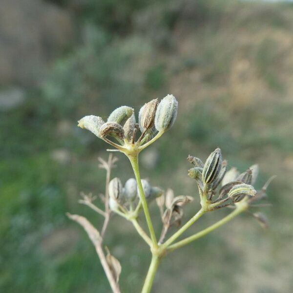 Foeniculum vulgare Fruit