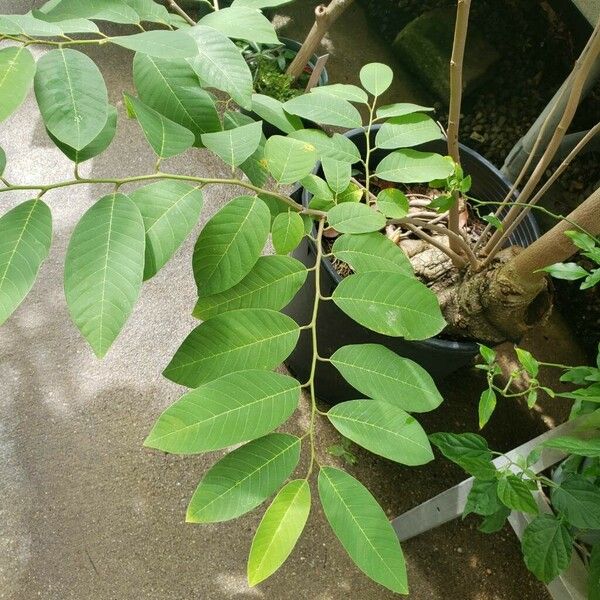 Annona cherimola Foglia