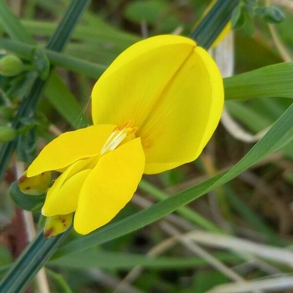 Cytisus scoparius ᱵᱟᱦᱟ