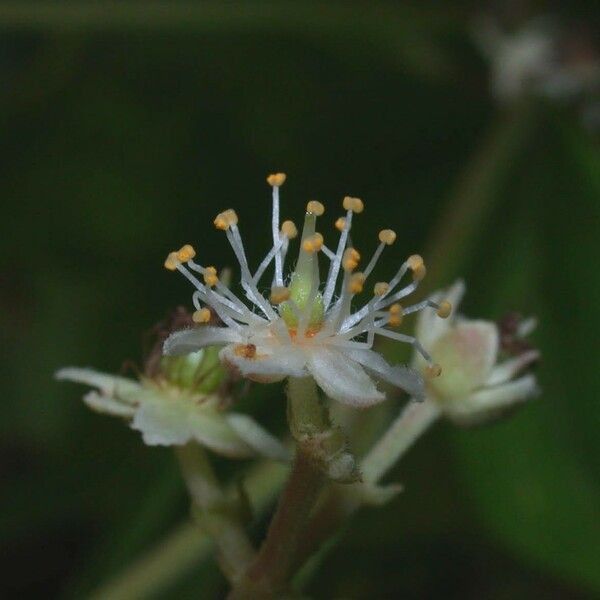 Hasseltia floribunda Flor