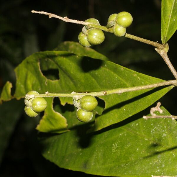 Adenophaedra grandifolia Fruit