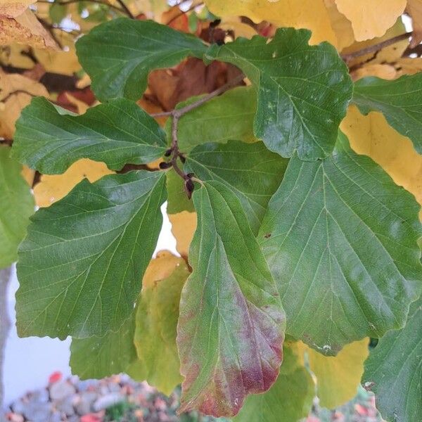 Parrotia persica Leaf