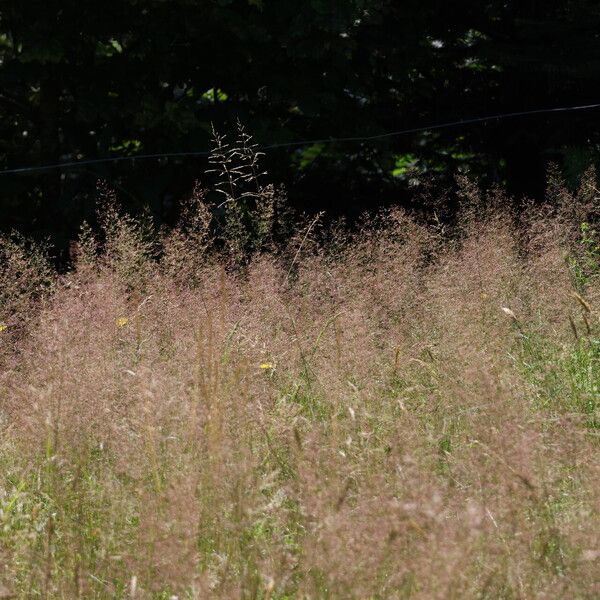 Agrostis capillaris Hábito