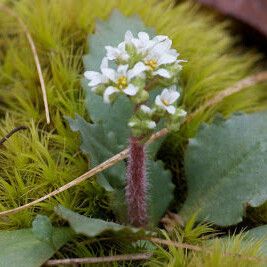 Micranthes virginiensis Plante entière