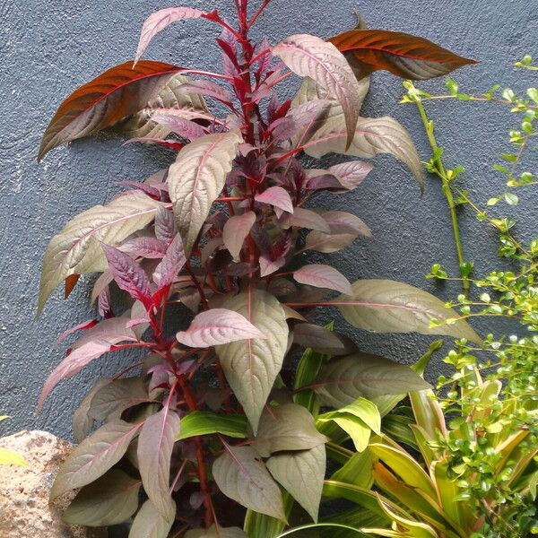 Amaranthus cruentus Blatt