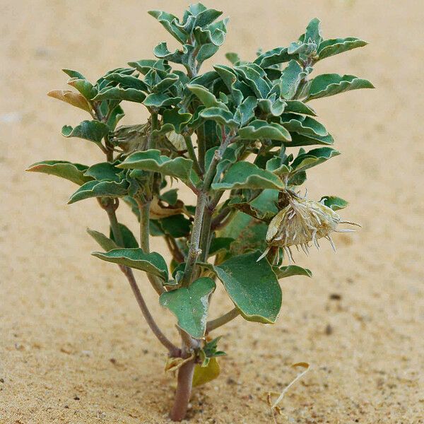 Glossonema boveanum Alkat (teljes növény)