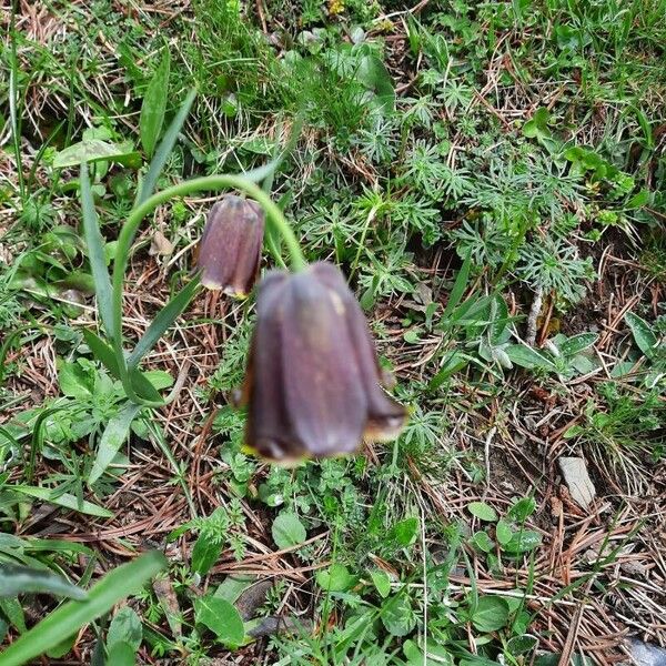 Fritillaria pyrenaica Цветок