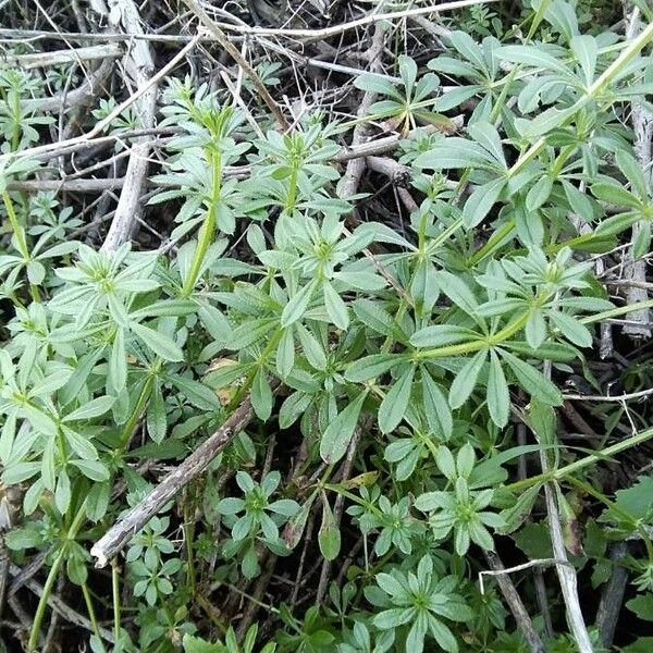 Galium aparine Deilen