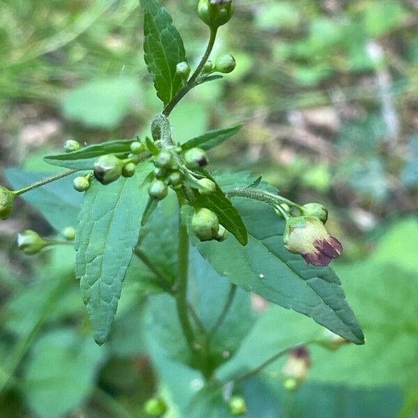 Scrophularia nodosa Flower