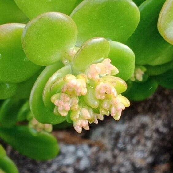 Sedum spathulifolium Flower