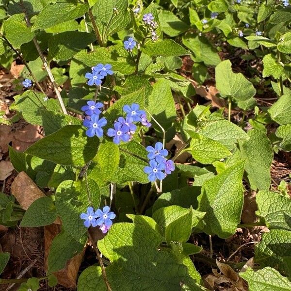 Brunnera macrophylla ফুল