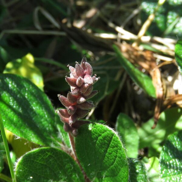 Salix reticulata Fruct