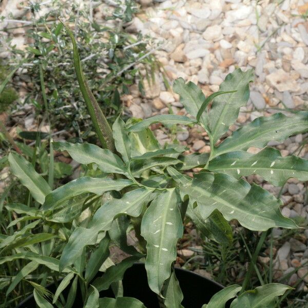 Dracunculus vulgaris Habitus