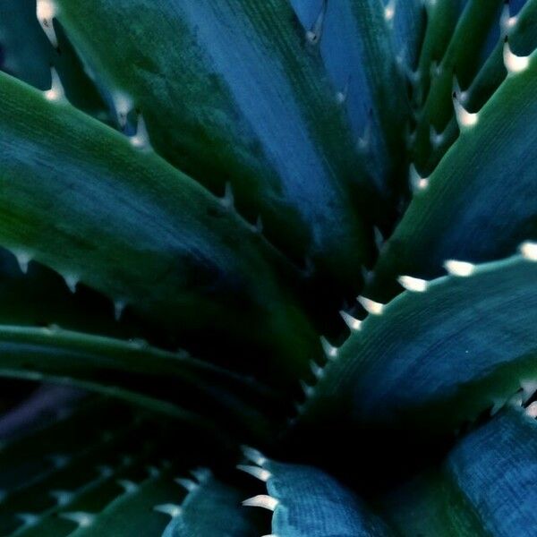 Agave sisalana Leaf