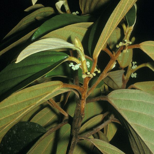 Coussapoa asperifolia Feuille