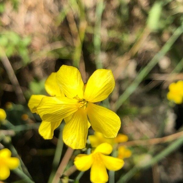 Linum maritimum Flower