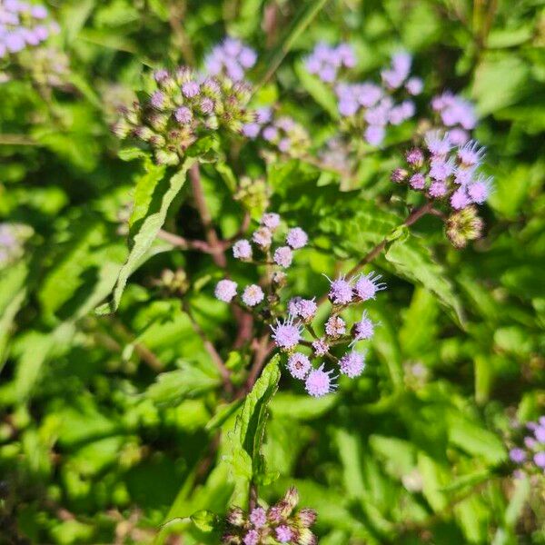 Conoclinium coelestinum Flower