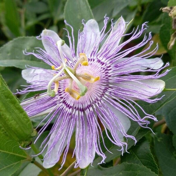 Passiflora incarnata Квітка