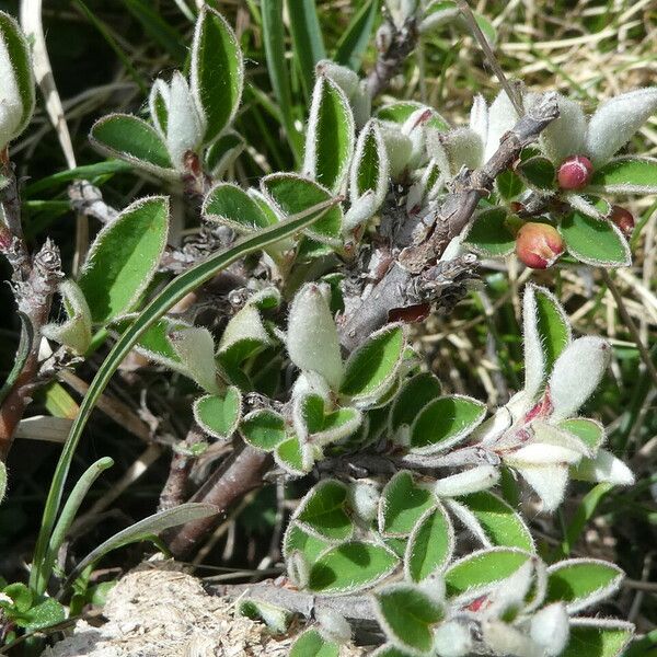 Cotoneaster integerrimus List