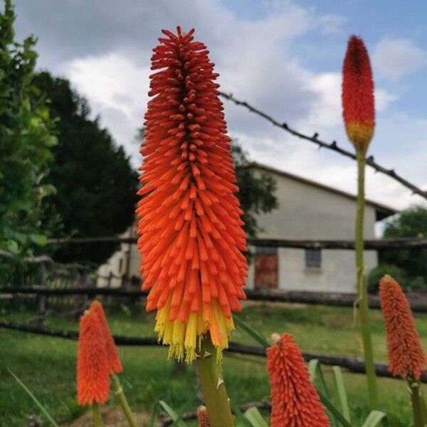 Kniphofia uvaria Flor