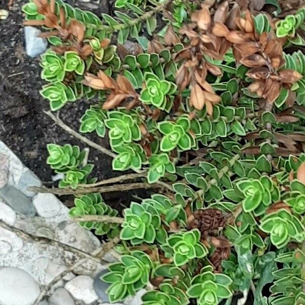 Honckenya peploides Leaf