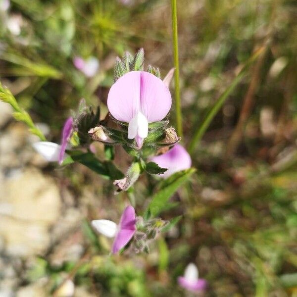 Ononis reclinata Fleur