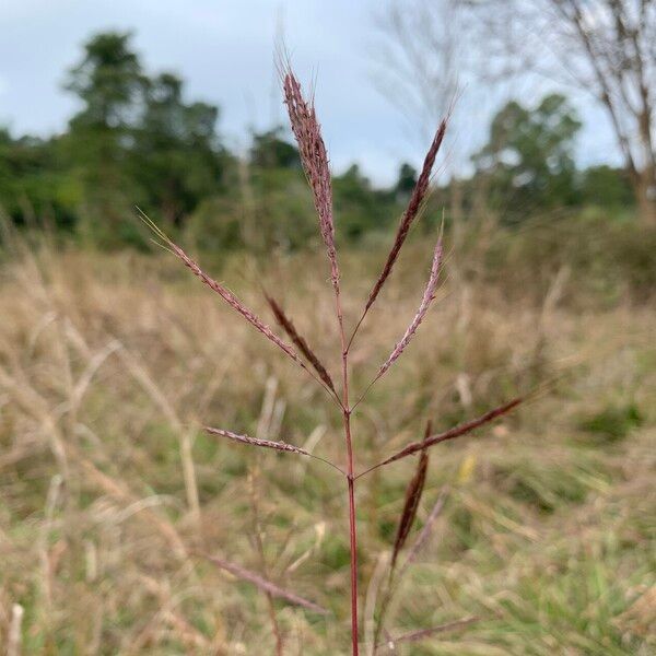 Bothriochloa bladhii Flor