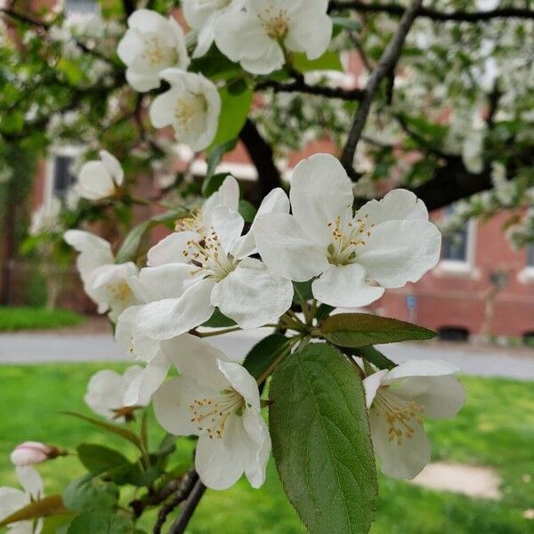 Malus hupehensis Blüte