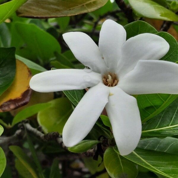 Gardenia taitensis Virág