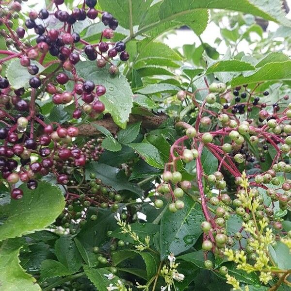 Sambucus canadensis Frucht