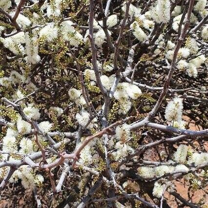 Senegalia mellifera Blomst