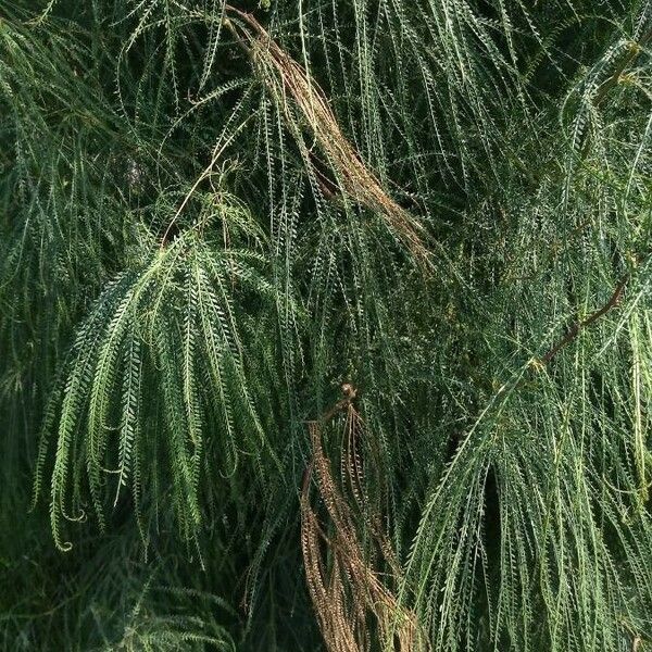 Parkinsonia aculeata Leaf