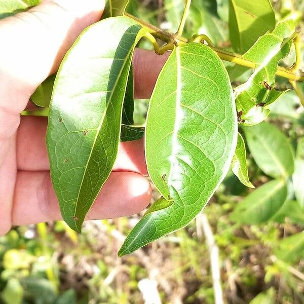 Bignonia aequinoctialis List