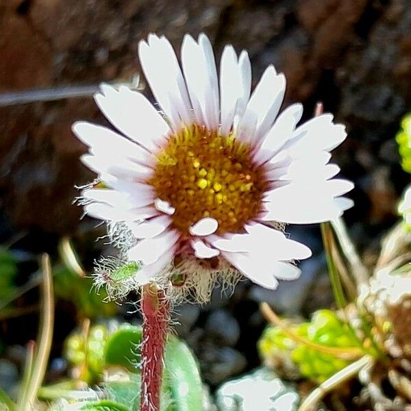 Erigeron uniflorus Flower