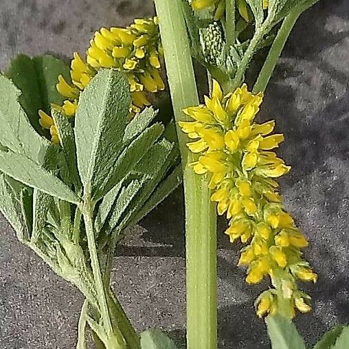 Melilotus indicus Flor