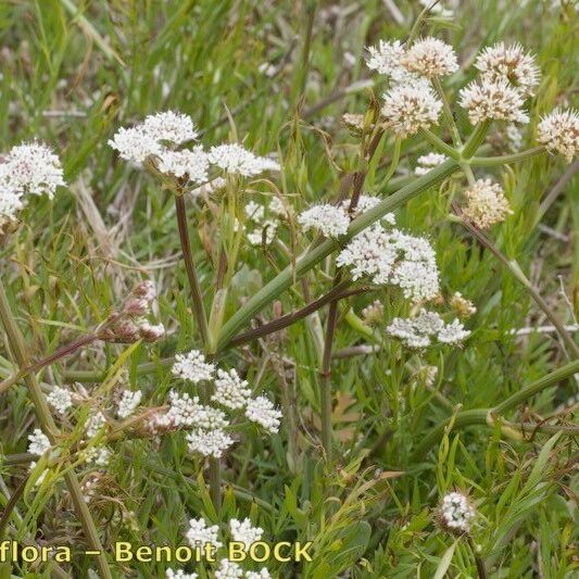 Oenanthe globulosa Habit