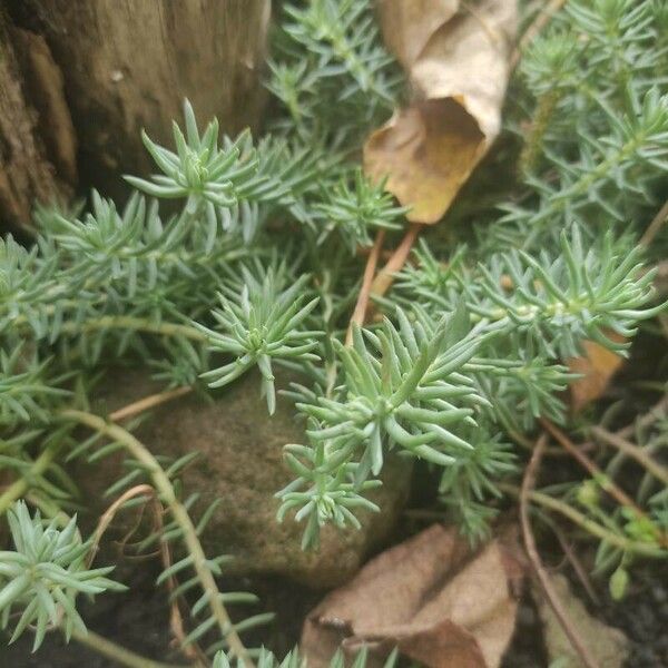 Sedum rupestre Liść