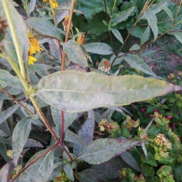 Helianthus strumosus Folha