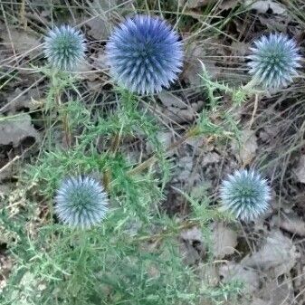 Echinops ritro Цвят