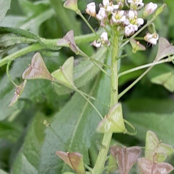 Capsella bursa-pastoris Frutto