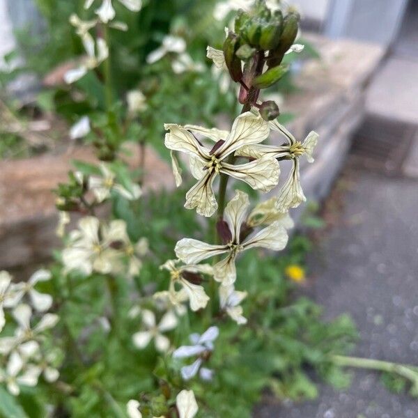 Eruca vesicaria फूल